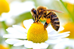 Sure Nahl [Die Biene] / Beschreibung unzähliger Segen Gottes