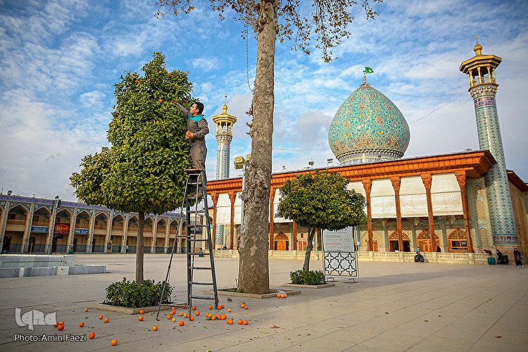 شاهچراغ گلبنِ هر پاک پرور است