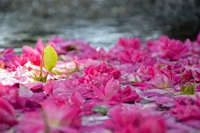 عکس | جشنواره گل محمدی در امروله سنندج