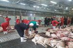 تکذیب ارسال گوشت قربانی حجاج به ایران