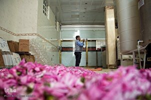Raccolta di rose nel sud-ovest dell'Iran