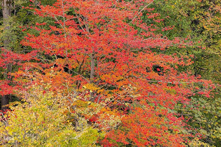 达尔哈尼森林的秋日风光